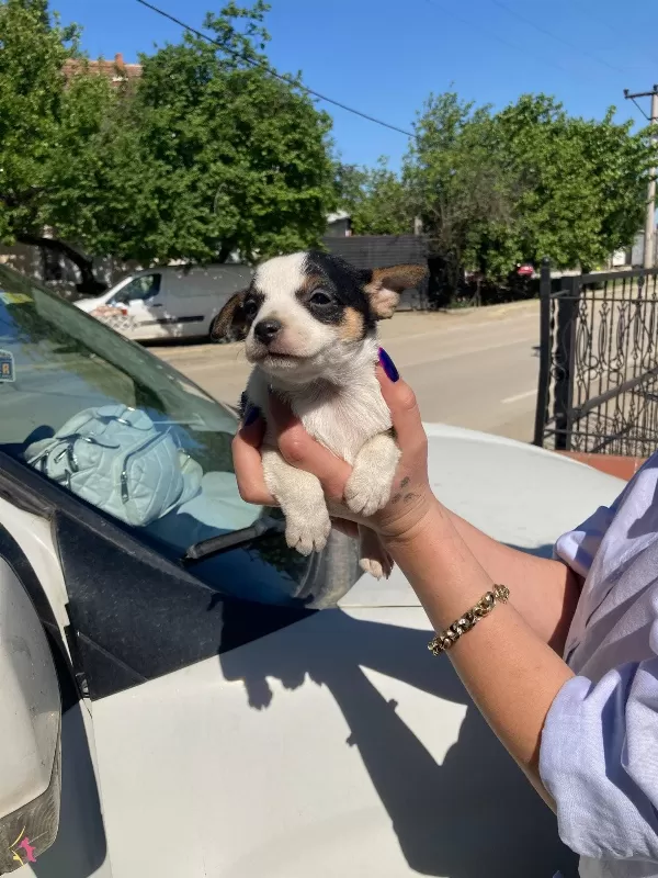Yavru Jack Russel ağlık ve ırk garantilidir