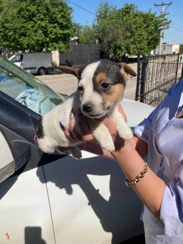 Yavru Jack Russel ağlık ve ırk garantilidir