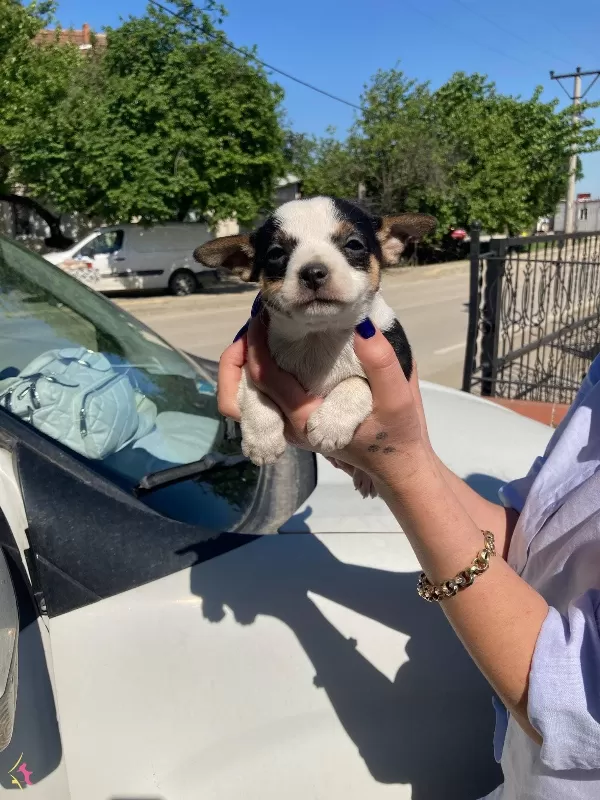 Yavru Jack Russel ağlık ve ırk garantilidir