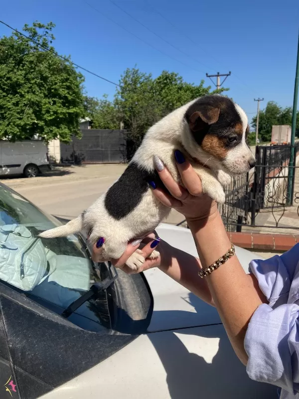 Yavru Jack Russel ağlık ve ırk garantilidir