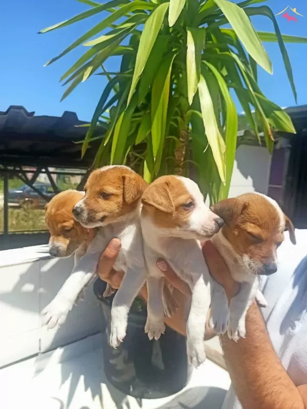Kısa Bacaklı Jack Russell Yavruları