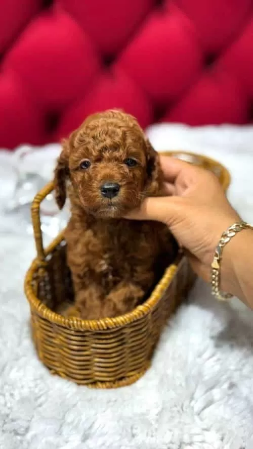 Micro Kore Kan Toy Poodle
