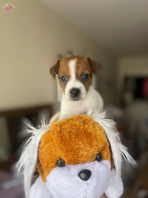 Orjinal 9 Aylık Jack Russell
