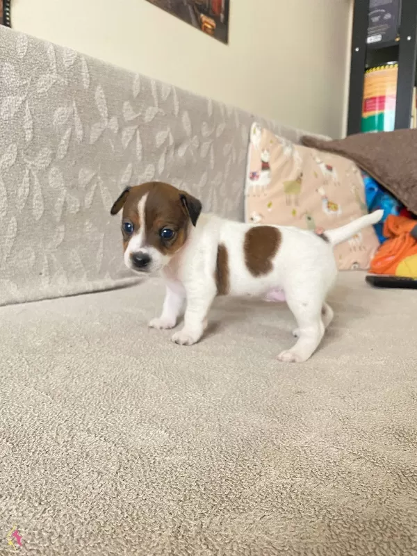 Orjinal 9 Aylık Jack Russell