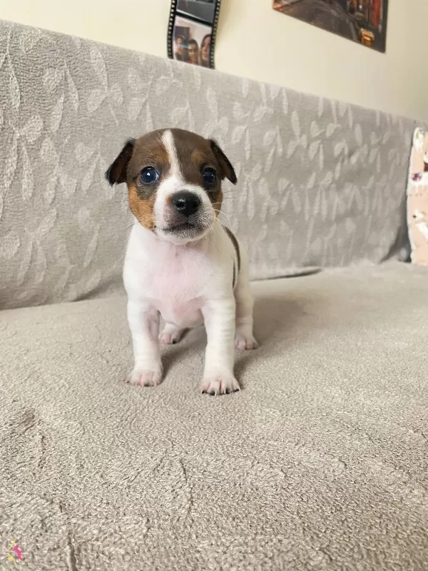 Orjinal 9 Aylık Jack Russell