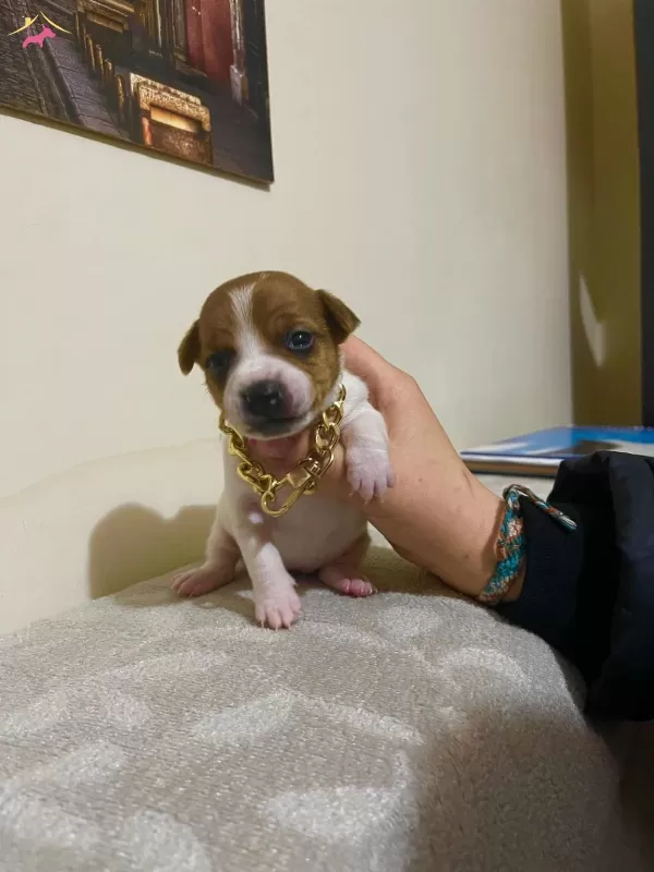 Oyuncu Jack Russell Terrier