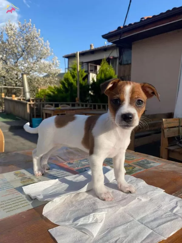 Oyuncu Jack Russell Terrier