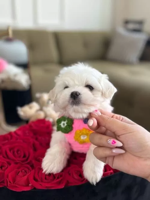 3 Dişi 1 Erkek Yavrularım Maltese Terrier
