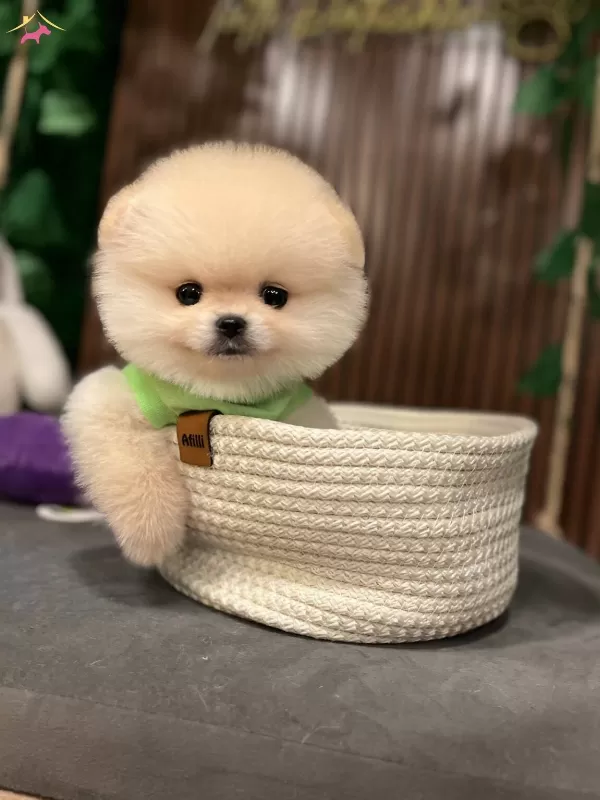 Pomerian Boo Yavrularımız Tuvalet Eğitimli