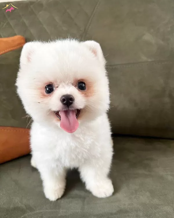 Safkan Teddybear Kore Pomeranian Yavruları
