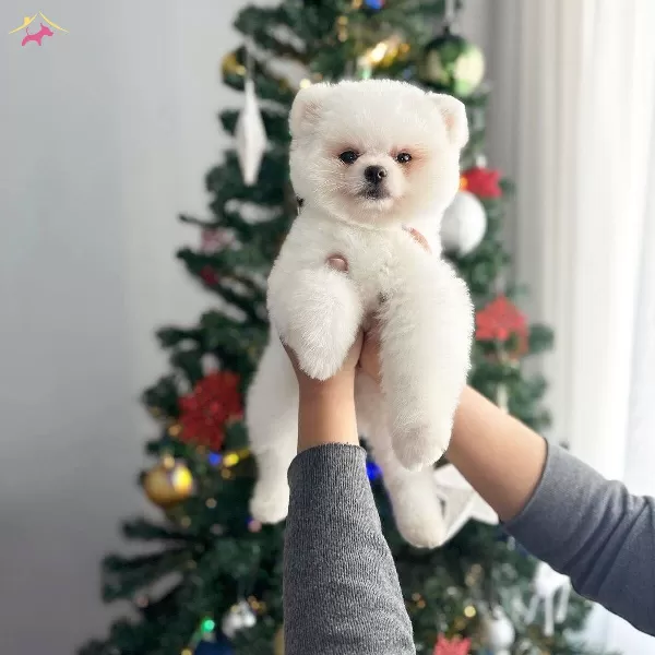 Safkan Teddybear Kore Pomeranian Yavruları