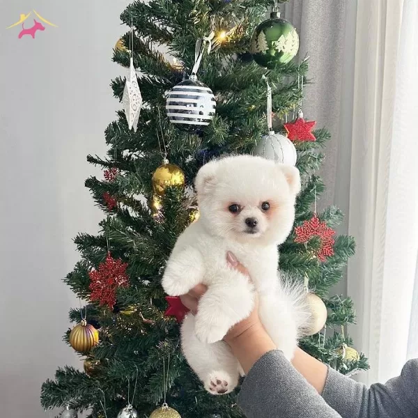 Safkan Teddybear Kore Pomeranian Yavruları