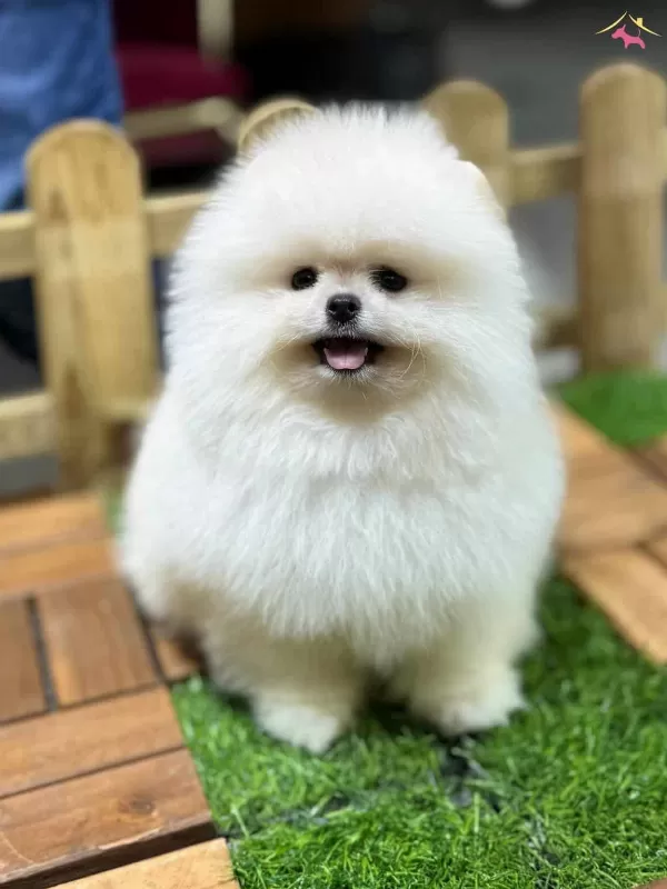 Safkan Pomerian Boo Teddy 3 Aylık Dişi