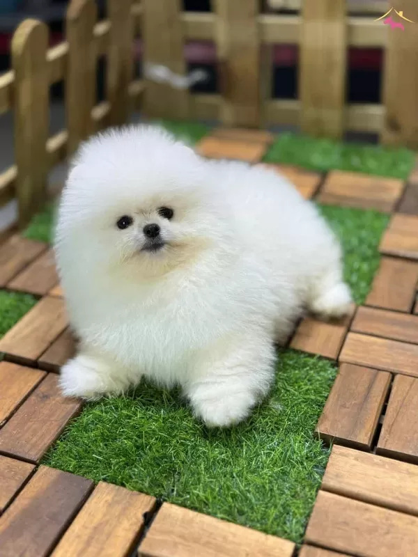 Safkan Pomerian Boo Teddy 3 Aylık Dişi