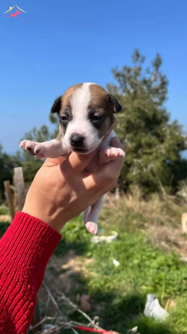 Aşılı Jack Russell Terrier cinsi köpeğimiz