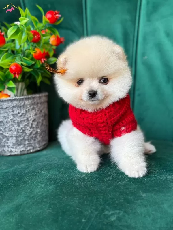 A Kalite Pomeranian Boo Erkek Köpeğimiz