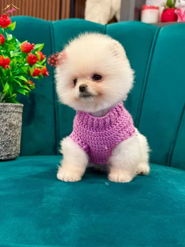 A Kalite Pomeranian Boo Erkek Köpeğimiz
