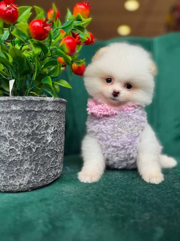 A Kalite Pomeranian Boo Erkek Köpeğimiz