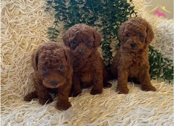 Sevimli Toy Poodle Yavrularımız