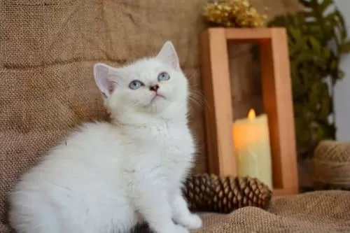 Pamuğumuz Mavi Göz Ns1133 British Shorthair