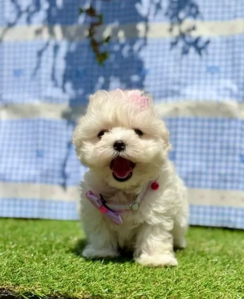 0 Numara Maltese Terrier Yavrularımız