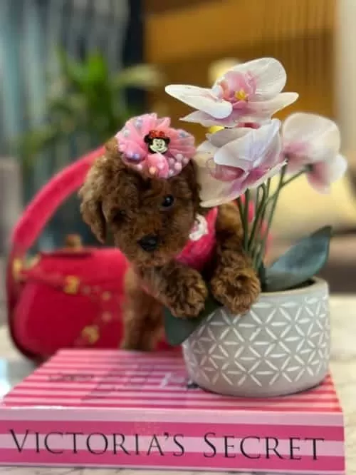 Güzeller Güzeli Micro Toy Poodle Yavrusu Sizi Bekliyor