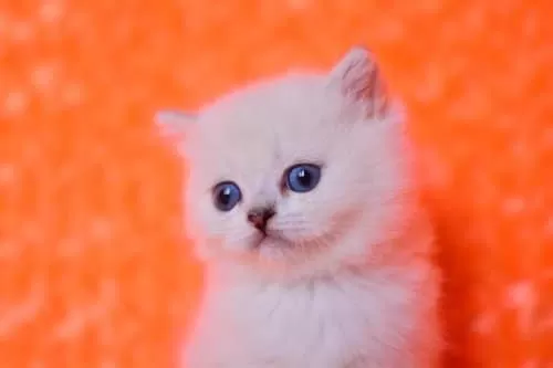 Masmavi Gözlü Ns1133 British Shorthair