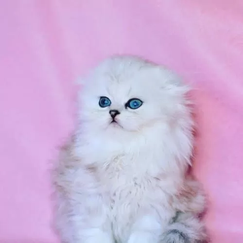 Beyaz Yumak Ns1133 Scottish Fold Longhair