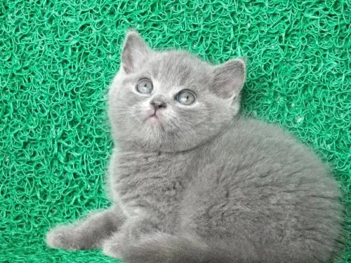 Gri Tüy Yumağı British Shorthair