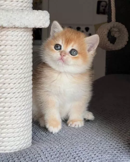 Türünün En Kalitelisi Golden Ny12 British Shorthair