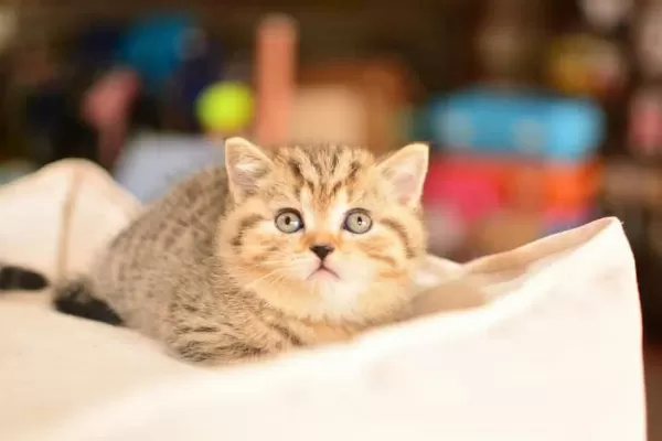 Ucretli Sahiplendirme Uysal British Shorthair