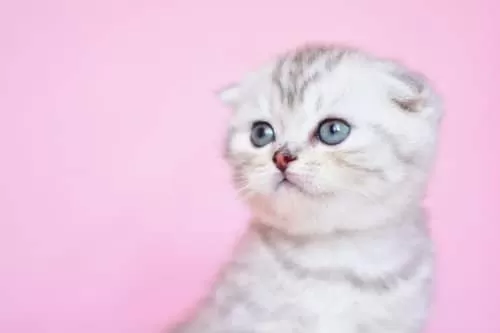 Asil Soydan Ns24 Scottish Fold Shorthair