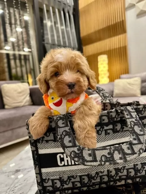 Pamuk Şeker Güzelliğinde Secereli Micro Boy Maltipoo
