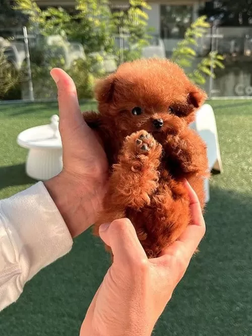 Ultra Premium Kore Toy Poodle Red Brown Renk Güzelliği