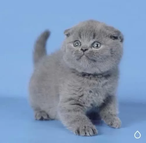 Kulaksız Gri Scottish Fold Shorthair