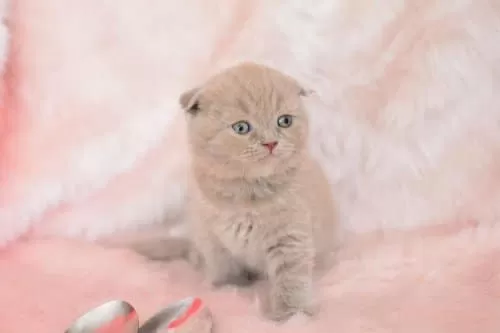 Top Kafa Lilac Scottish Fold Shorthair