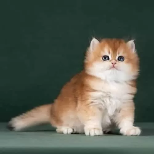 Muhteşem Kalitede Golden British Longhair