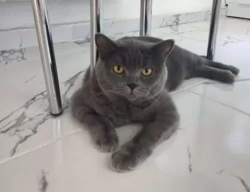 Muhteşem Tonda Ns24 British Shorthair