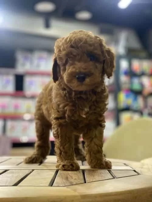 Teacup Toy Poodle Red Brown
