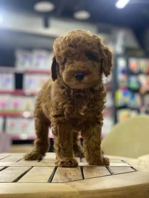 Teacup Toy Poodle Red Brown