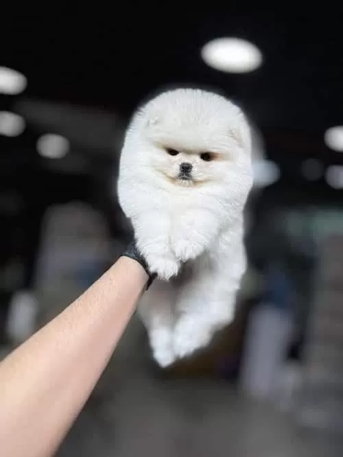 Pomeranian Ayı Surat Yavrularımız Yuvalarını Arıyor