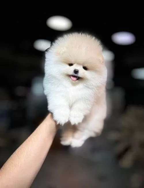 Sevimli Saglik Garantili Pomeranian Boo