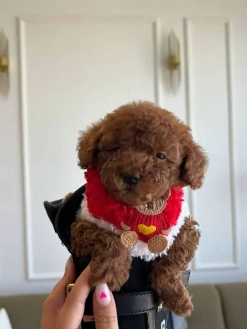 Yeni Yuvasına Gitmeye Hazır Toy Poodle Bebekler