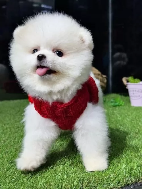 Teddy Bear Whıte Premium Boo