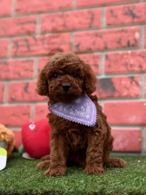 Sevimli Erkek Toy Poodle Yavrumuz