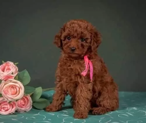 Irkının En Güzel Toy Poodle Bebekleri