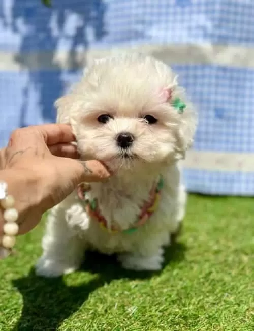 Kar Beyaz Maltese Mini Yavrular