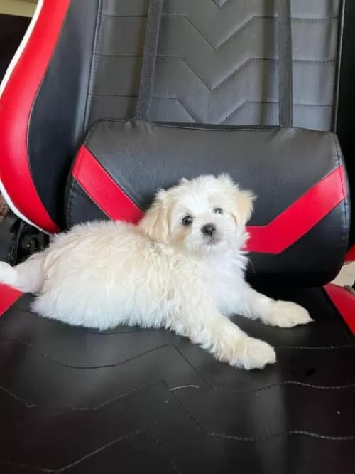 Meltese Terrier Cinsi Kopegimiz Çok Tatlı 2 Aylık