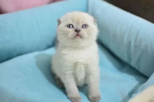 Pamuk Tüylü Blue Point Scottish Fold Shorthair