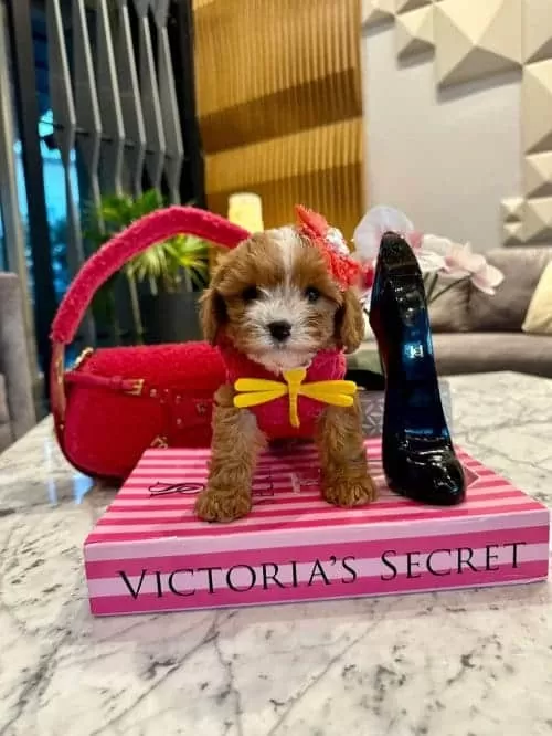 Sevimliliğin Zirvesi Secereli Micro Boy Maltipoo Yavrusu